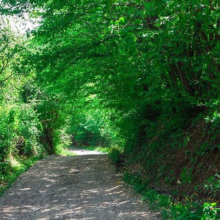 Na Okic - A Private Forest Oasis Sveti Martin pod Okicem Εξωτερικό φωτογραφία